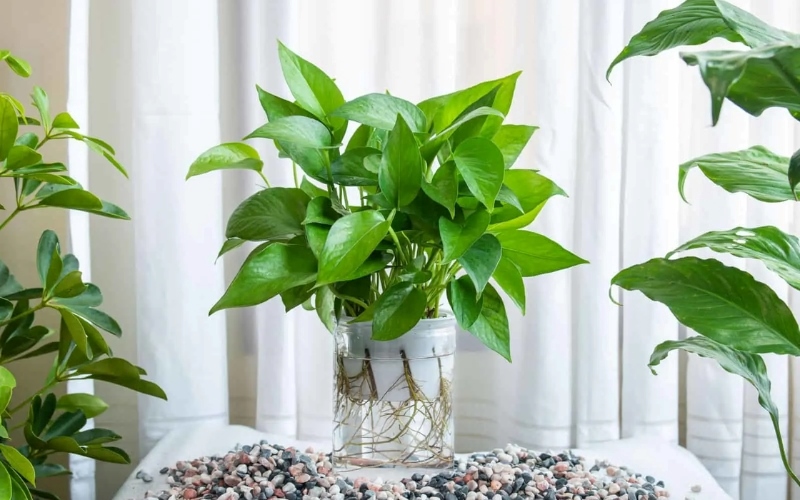 Nên chọn cây thủy sinh phong thủy hợp với bản mệnh