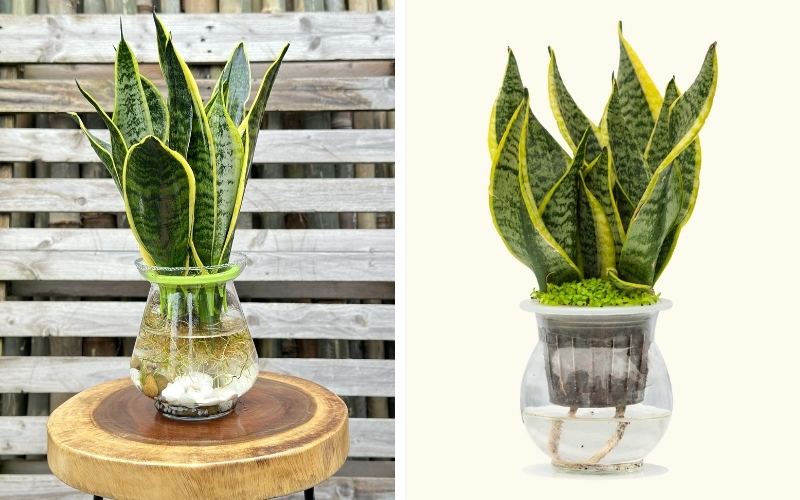Cây Lưỡi Hổ trồng theo dạng chậu thủy sinh
