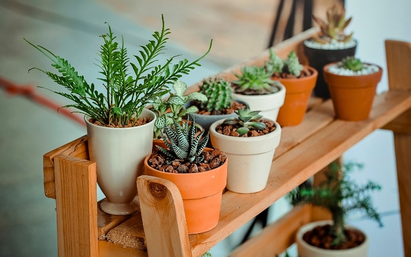 Cây văn phòng mang đến không gian làm việc thoải mái