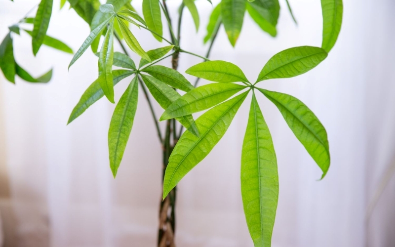 Kim Ngân là loại cây cảnh tốt cho văn phòng
