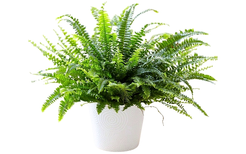 Dương Xỉ là loại cây văn phòng dễ chăm sóc