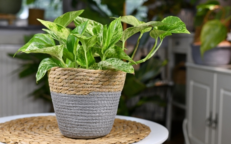 Cây Trầu Bà mang lại sự thuận lợi cho chủ nhân