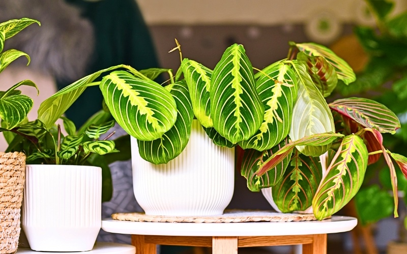 Cây văn phòng cũng giúp cải thiện chất lượng không khí