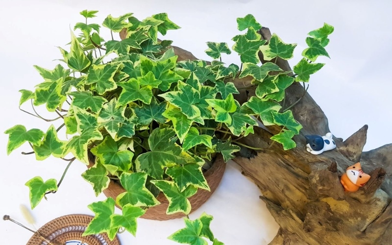 Thường Xuân được xem là cây văn phòng mang lại sự may mắn