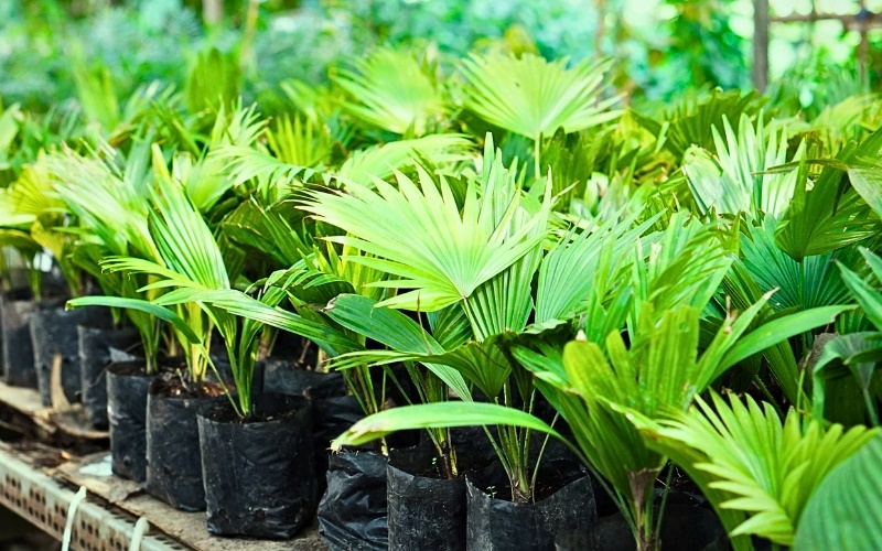 Cây Cọ cảnh là lựa chọn tối ưu cho không gian văn phòng