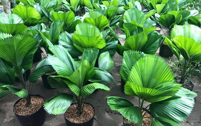 Cây Cọ còn có khả năng xua đuổi côn trùng