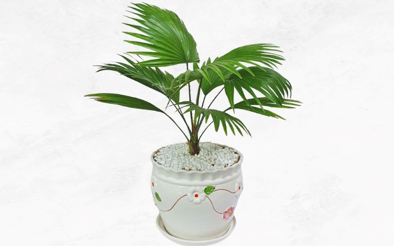 Chậu cây Cọ có dáng đẹp giúp thu hút vượng khí