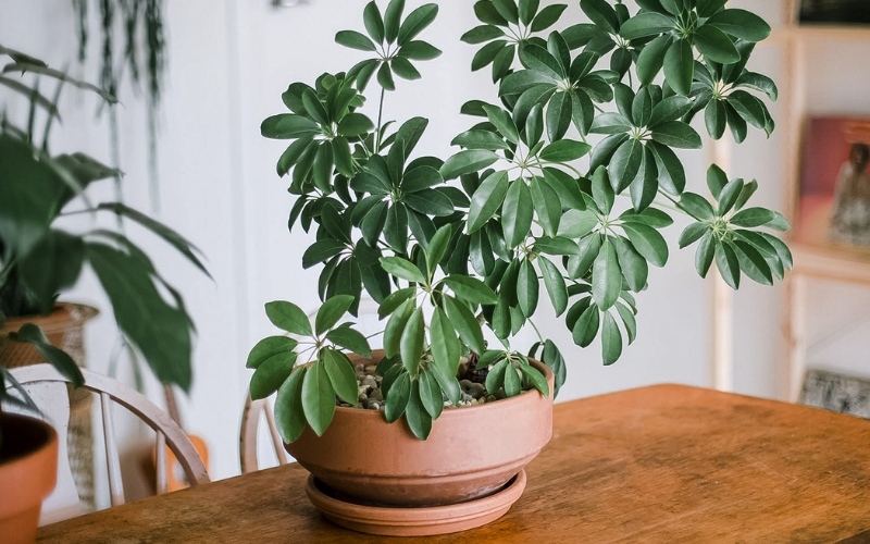 Cây Ngũ Gia Bì mang lại tài chính vững chắc cho chủ nhân