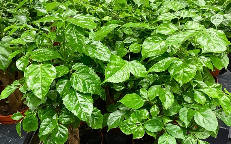 Cây Hạnh Phúc sở hữu vẻ đẹp tươi mát