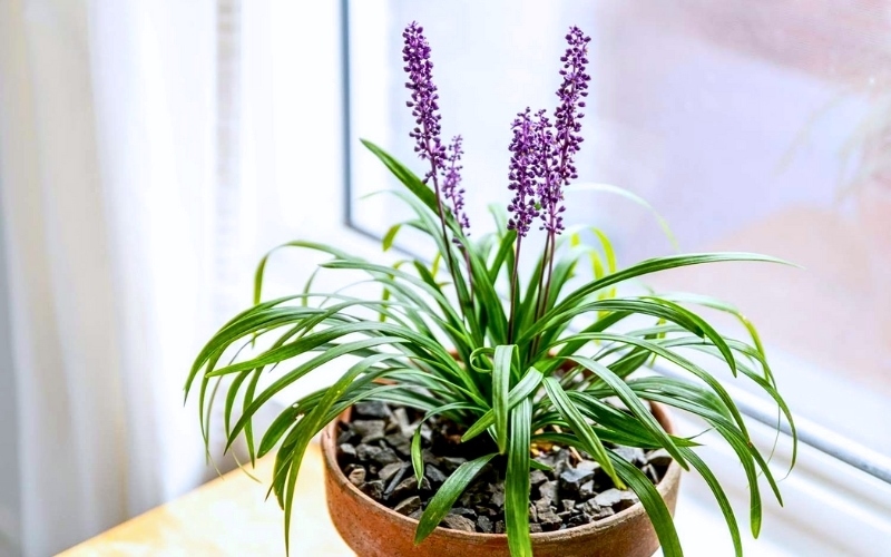 Cây xanh văn phòng nhỏ gọn cho không gian hạn chế