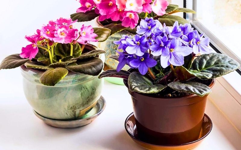 Chậu hoa nhỏ phù hợp với nhiều không gian nội thất