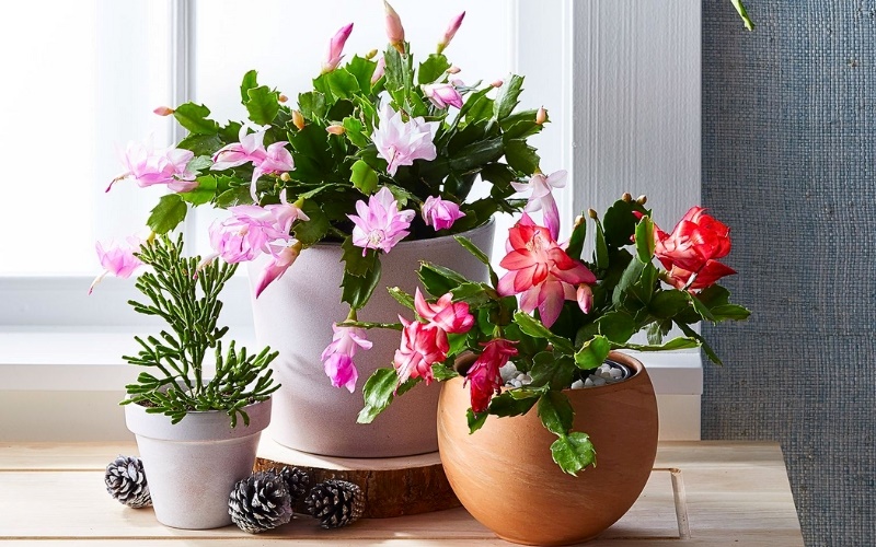 Hoa Xương Rồng Giáng Sinh nhận được rất nhiều sự ưu ái