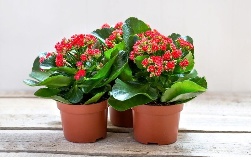Những loại hoa màu đỏ sẽ phù hợp với người có bản mệnh Hỏa