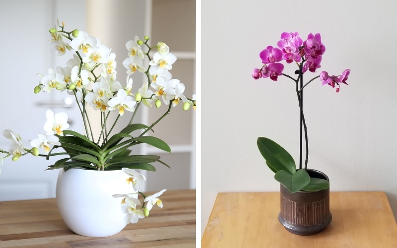 Hoa Lan mang ý nghĩa về sự thịnh vượng
