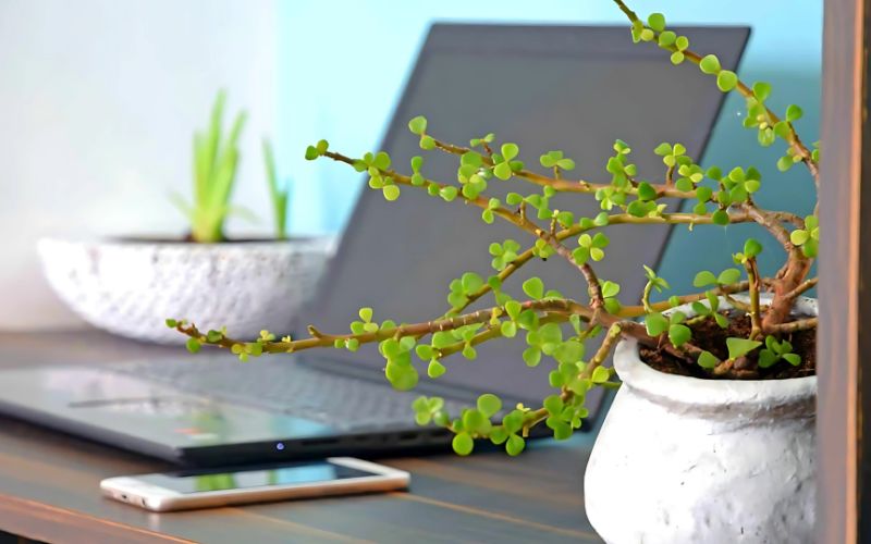 Các chậu cây xanh nhỏ trang trí trên bàn làm việc