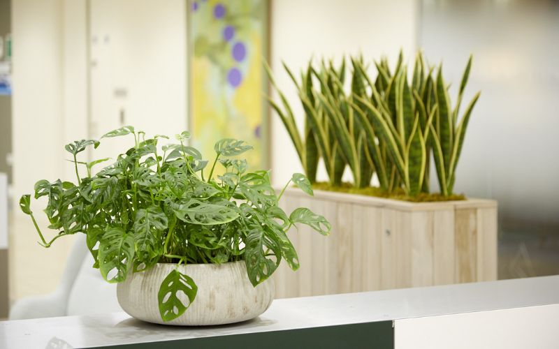 Chậu cây Đuôi Công mang lại may mắn