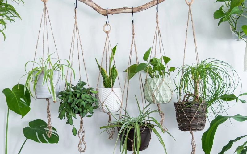 Những giỏ cây xanh treo đơn giản decor cho văn phòng
